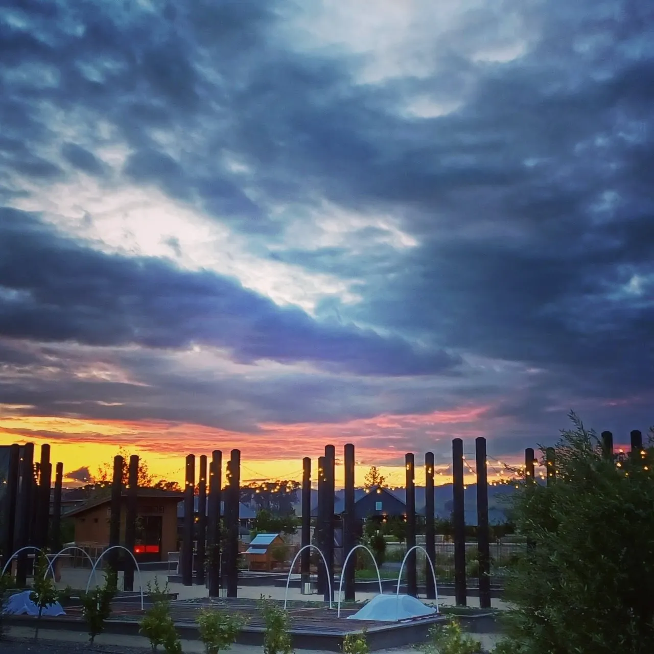 A Napa Valley vineyard at dusk