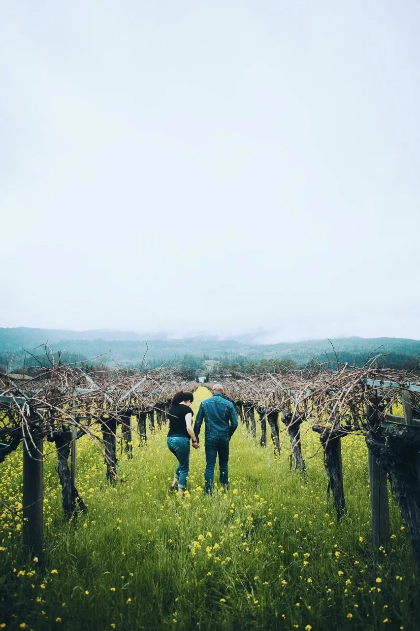 A couple walking hand in hand through the vineyard rows