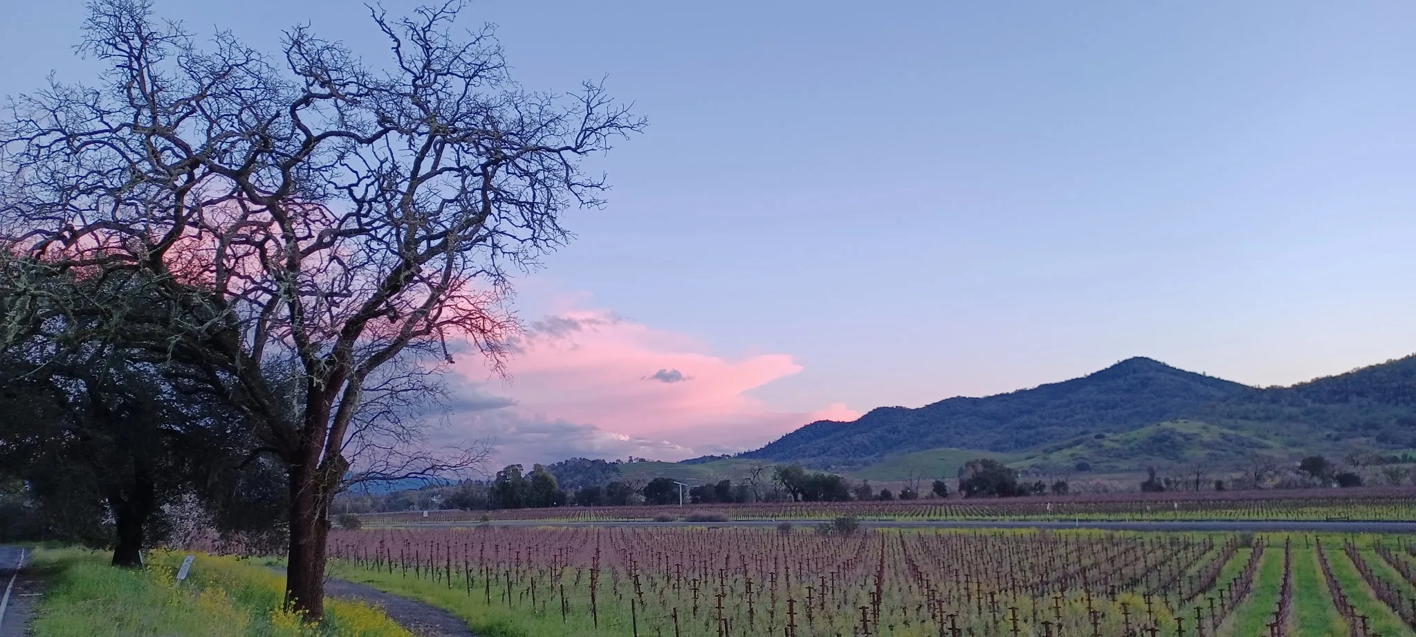 A bare oak beside a Napa Valley vineyard under a pink dusk sky