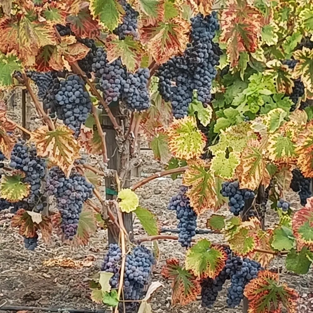 Grape clusters on the vine in autumn