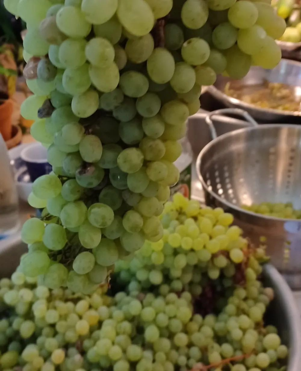 Ripe grapes and a glass of wine