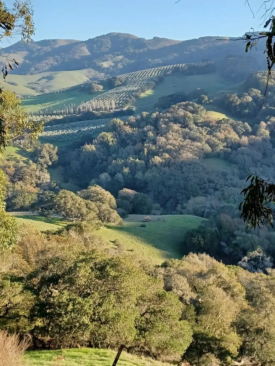 Rolling green hills and oaks in wine country