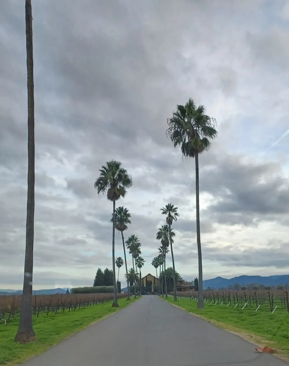 A palm-lined country road in the valley