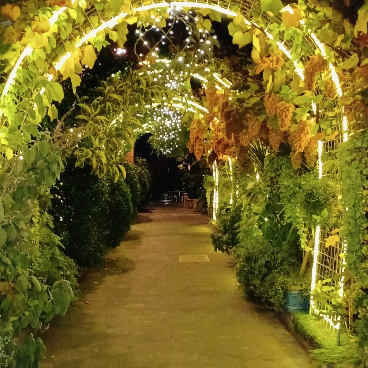A vine-covered tunnel in the Napa Valley